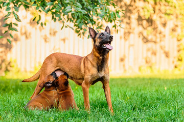 Dog Mother Nursing Puppies. Belgian Malinois dog breed