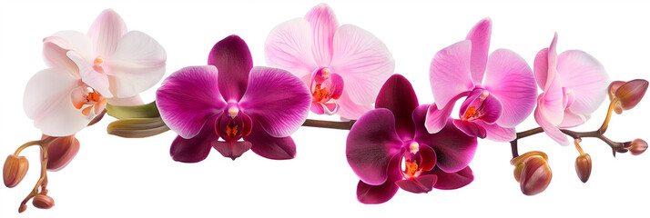 pink branch of orchid flowers on a white background