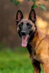 Belgian Malinois Dog Portrait