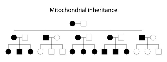 Pedigree. Mitochondrial inheritance (maternal inheritance)