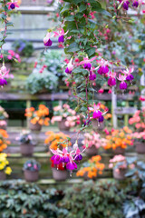 Fototapeta premium Beautiful purple and white fuchsia flowers in the garden.