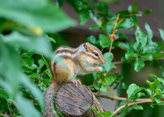 木の上で休むシマリス