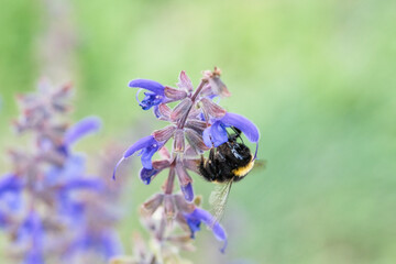 Bumblebee on a flower to collect nectar. Insect pollinating pollen in nature