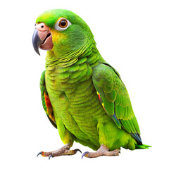 A vibrant green parrot with yellow accents on a transparent background, showcasing its detailed feathers and expressive eyes