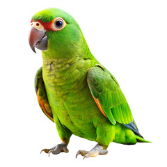 A vibrant green parrot with yellow accents on a transparent background, showcasing its detailed feathers and expressive eyes