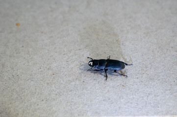 Beetle on tiles