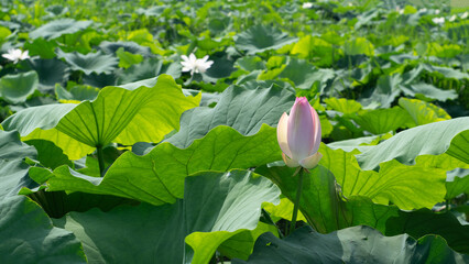 water lily leaves say summer is comming.