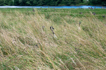 Geese and chicks in the tall grass