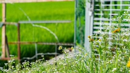 golden wave flower in the field.