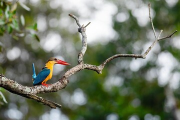 Vibrant kingfisher bird perched on a tree branch in a lush green forest.