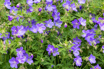 Geranium Johnson's Blue flowers in the garden.