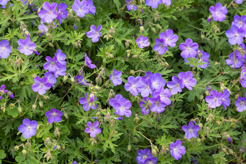 Geranium Johnson's Blue flowers in the garden.