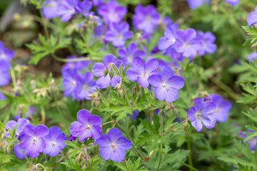 Geranium Johnson's Blue flowers in the garden.