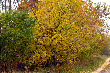 Autumn landscape. Trees and shrubs with yellow leaves.