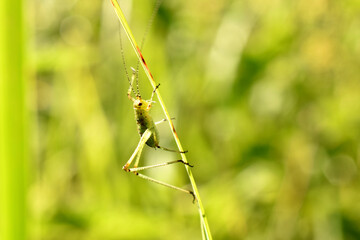 Leptophyes albovittata sitting on a plant. . High quality photo