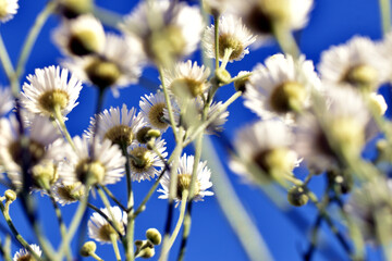 Field of white daisy flowers against a blue sky. Picture for a greeting card.