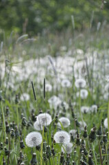 Dandelions pollinate by wite fluffy blowballs. Often seen growing in fields as yellow flowers when they bloom. Dandelion is a healthy herb.