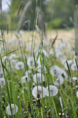 Dandelions pollinate by wite fluffy blowballs. Often seen growing in fields as yellow flowers when they bloom. Dandelion is a healthy herb.