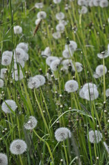 Dandelions pollinate by wite fluffy blowballs. Often seen growing in fields as yellow flowers when they bloom. Dandelion is a healthy herb.