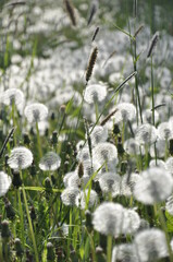 Dandelions pollinate by wite fluffy blowballs. Often seen growing in fields as yellow flowers when they bloom. Dandelion is a healthy herb.