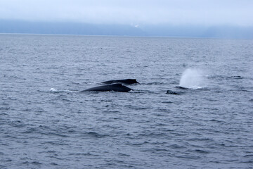 Fototapeta premium Humpback whales in Alaska in June