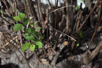 New life growing after long winter. Spiraea chamaedryfolia, elm-leaved spirea or germander meadowsweet growing a new shoot or sapling and many new vibrant leaves in the sunlight on a sunny day.