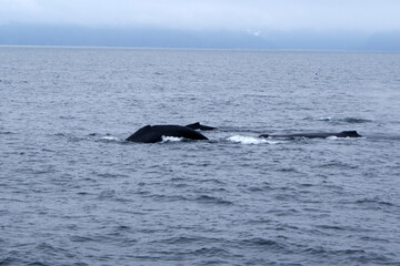 Fototapeta premium Humpback whales swimming in Alaska