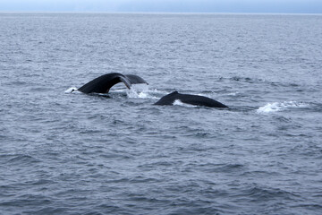 Obraz premium Two humpback whales swimming in Alaska