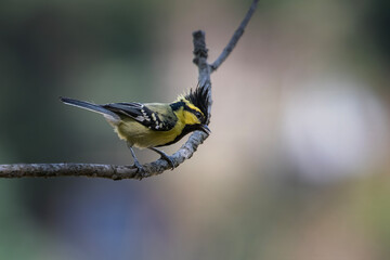 Obraz premium Black-lored Tit observed in Binsar in Uttarakhand, India