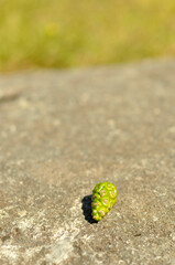 Young green pinecone fallen from a coniferous tree on the rocky ground. New cones are green in color before maturing and turning brown. Blurry background.