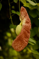 Riesen-Pfeifenblumen (Aristolochia gigantea), auch Pfeifenwinden oder Osterluzei, Kletterpflanze mit Bl&uuml;te