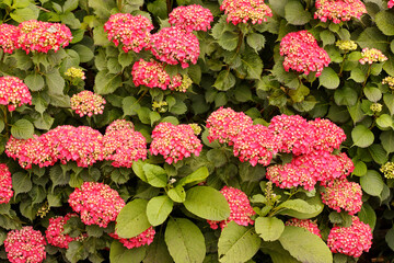 Hortensien (Hydrangea) Busch mit vielen Blüten 