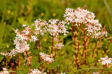 Mauerpfeffer oder Fette Henne (Sedum) Steingartenpflanze mit Blüten 
