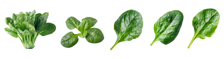 Fototapeta premium Set of Green Spinach with leaves isolated on background, Flat lay view of Fresh salad vegetables, healthy with organic food.