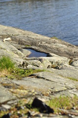 Transparent blue water by the seashore. Puddle of water and cracks with grass vectors at a cliff. Beautiful calm scenary in paradise.