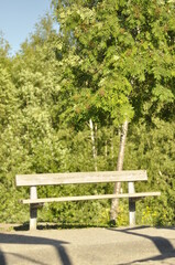 Wooden bench on sand in a park, yard or garden with lush green forest in the background. Big rowan tree, mountain ash next to the park bench on a sunny and warm summer day.