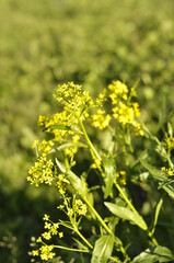 Fototapeta premium Bunias orientalis grows wild by the roadside and has yellow small flowers with pointed leafs. In springtime you can harvest, cook and eat it.