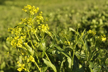 Bunias orientalis grows wild by the roadside and has yellow small flowers with pointed leafs. In springtime you can harvest, cook and eat it.