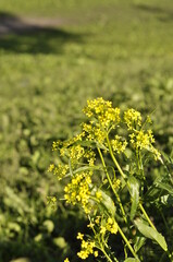 Obraz premium Bunias orientalis grows wild by the roadside and has yellow small flowers with pointed leafs. In springtime you can harvest, cook and eat it.