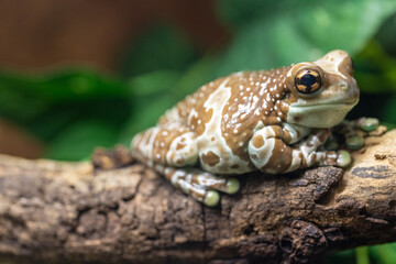 Detailed closeup of an Amazon milk frog, resting on a green branch in a colorful forest with intricate patterns