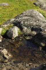 Dirty puddle water on some grey moss-covered rocks and green grass in the background. Old fallen leaves in the bottom of the puddle. Sun is shining, daytime.