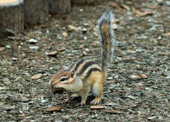地面に降りて落ち葉を集めるシマリス