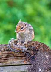 木の上で休むシマリス