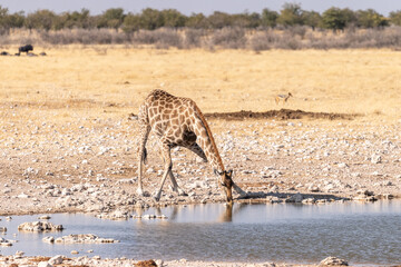 Angolan Giraffes -Giraffa giraffa angolensis- standing drinking from a waterhole in Etosha national park, Namibia.