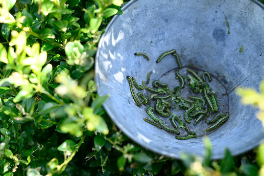 Boxwood borers in metallic bucket near plants at farm