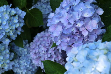 青い紫陽花