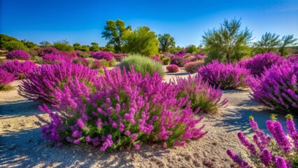 Vibrant purple flowering Texas sage shrubs thrive amidst low-maintenance gravel mulch and sparse desert trees under clear blue sky.