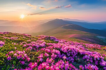 Obraz premium Sun-Kissed Mountainside with Pink Rhododendrons