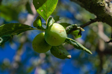Green mirabelle plums ripening in an orchard, lorraine yellow gold, Metz, Nancy, prunus domestica