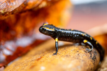 Young fire salamander (Salamandra salamandra) leaving the water in which it grew up as a larva for the first time. Baby amphibian with a body length of approx. 5 cm goes ashore in Sauerland, Germany.
